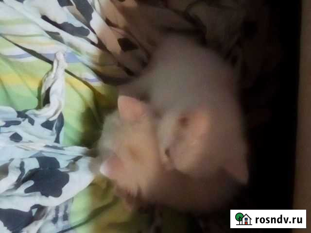 Котята в добрые руки бесплатно Хомутово - изображение 1