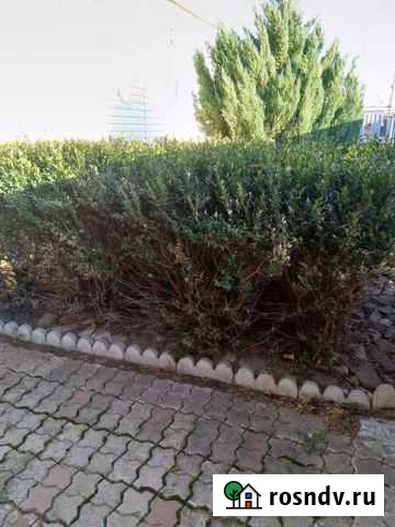 Самшит Новодмитриевская - изображение 1