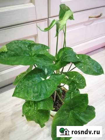 Сингониум Краснодар - изображение 1