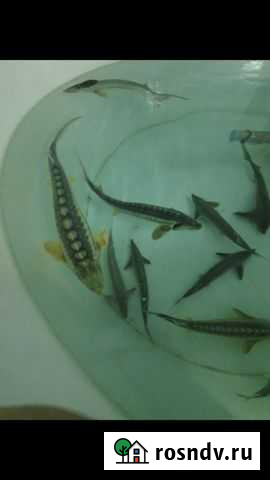 Охлажденная рыба Калач-на-Дону - изображение 1