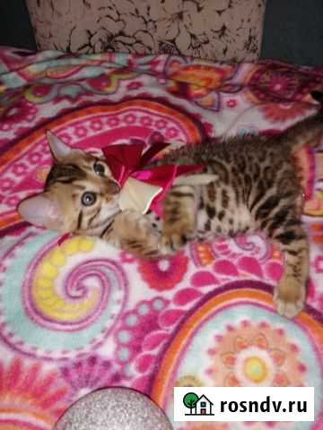 Бенгальские котята Сергиев Посад - изображение 1