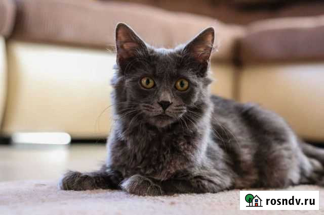 Молодая кошечка в добрые руки Краснодар - изображение 1