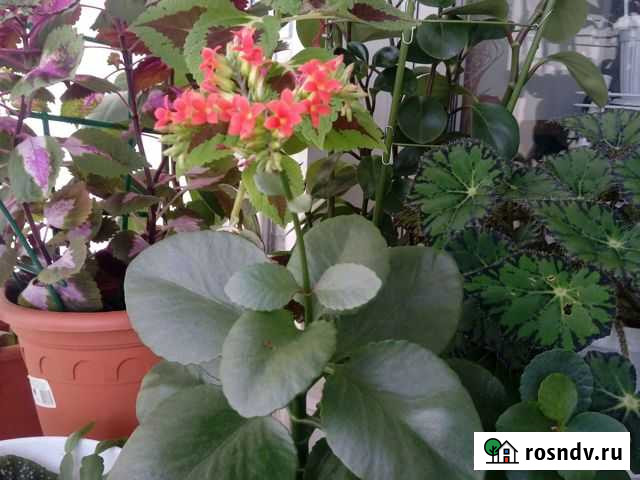 Каланхоэ Блоссфельда Казань - изображение 1