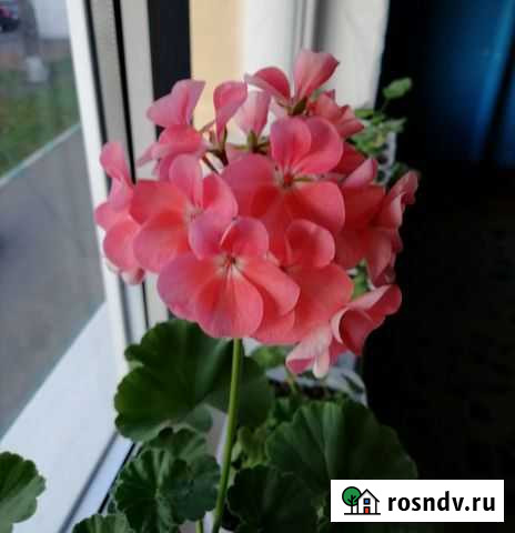 Пеларгония герань Саранск - изображение 1