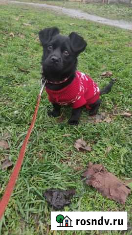 Скотч-терьер Краснодар - изображение 1