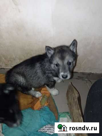 Щенки сибирской хаски Ижевск - изображение 1