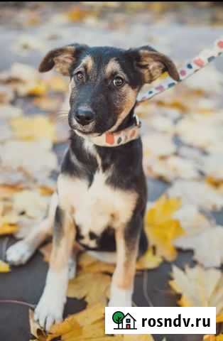 Щенок в добрые руки бесплатно Балашиха - изображение 1