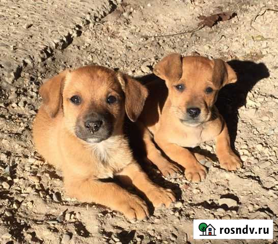 Щенок в добрые руки бесплатно Краснодар - изображение 1