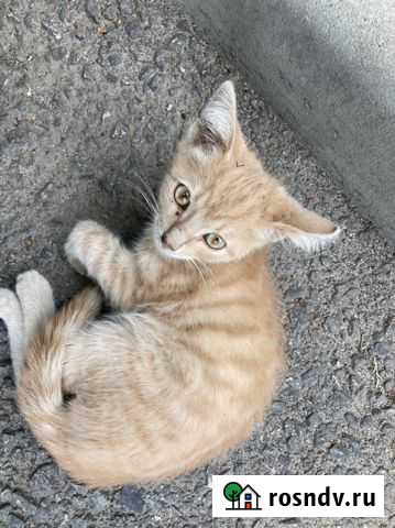 Котята бесплатно Черкесск - изображение 1