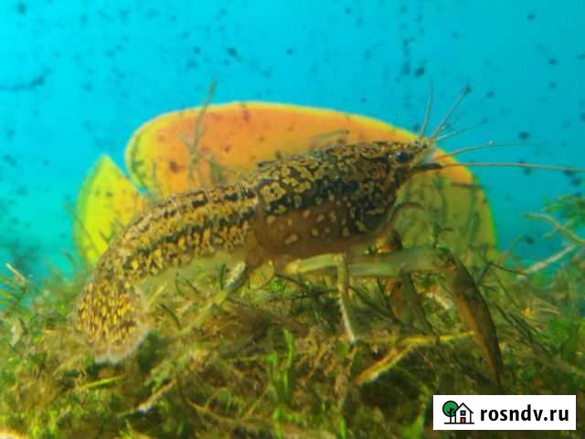 Аквариумные раки Верхняя Пышма - изображение 1