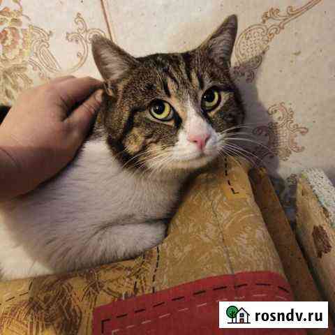 Кот Гоша Ростов-на-Дону