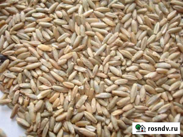 Рожь (жито) Новозыбков - изображение 1