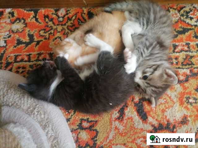 Котята в добрые руки даром Оренбург - изображение 1