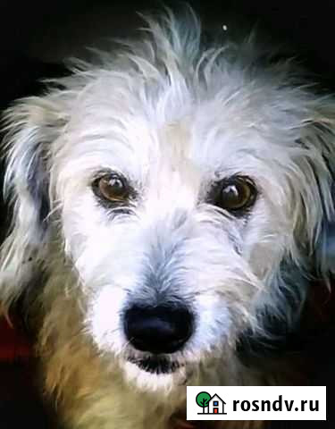 Терьеристый мальчик Тихвин - изображение 1