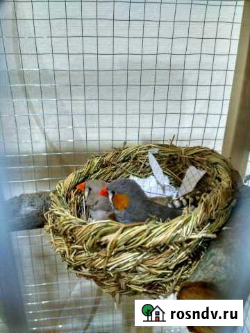 Амадины птенцы Дзержинск - изображение 1