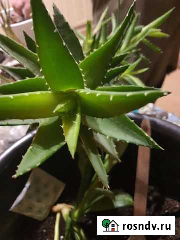 Алоэ Вологда - изображение 1