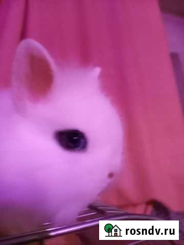 Карликовые крольчата торчеушки Уфа - изображение 1