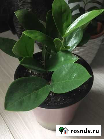 Долларовое дерево в горшке Череповец - изображение 1