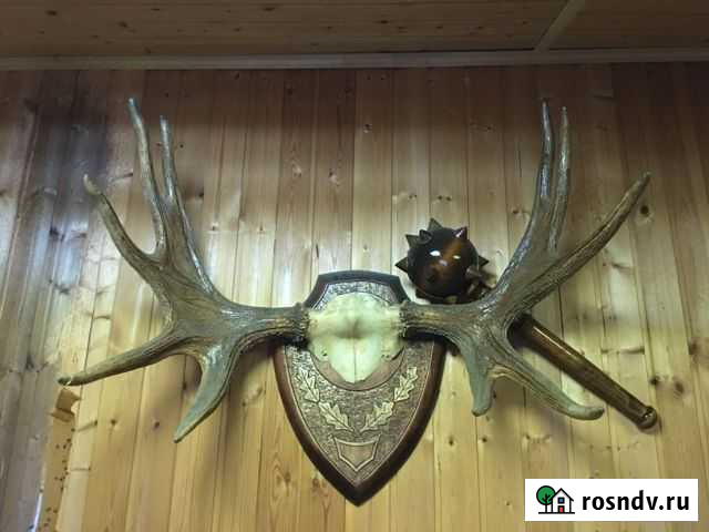 Рога лося Среднеуральск - изображение 1