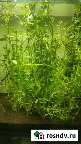 Людвигия и бакопа Ногинск - изображение 1