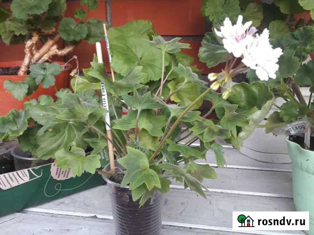 Пеларгония герань vectis finery Уфа - изображение 1