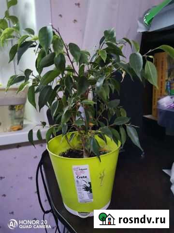 Цветы Чита - изображение 1