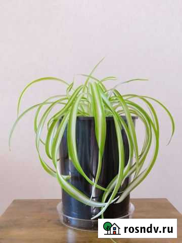 Комнатный цветок хлорофитум кудрявый Воронеж - изображение 1