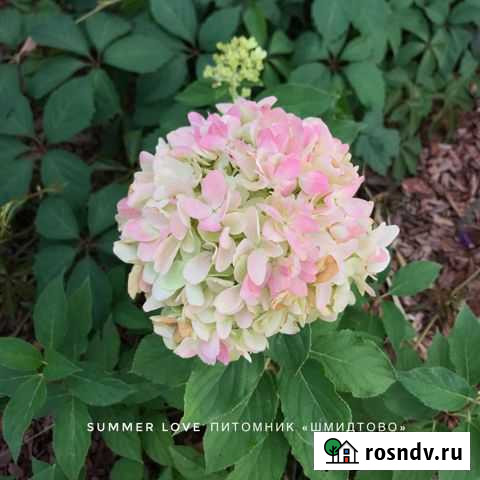 Гортензия Саммер Лав хит Уфа - изображение 1