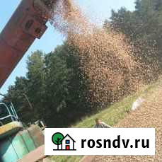 Пшеница и размол Правдинск - изображение 1