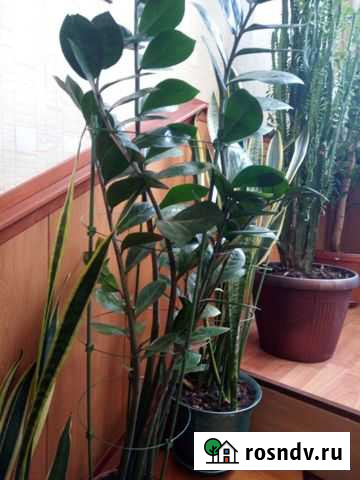 Замиокулькас Каменномостский - изображение 1