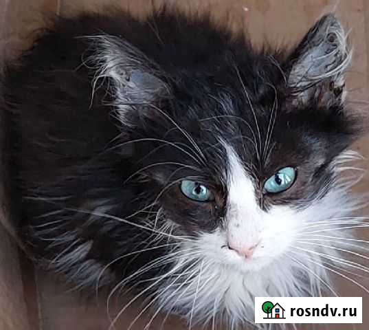 Красивые котята замерзают на улице Гаспра - изображение 1