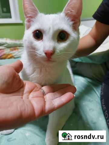 Кот 6мес Красноярск - изображение 1