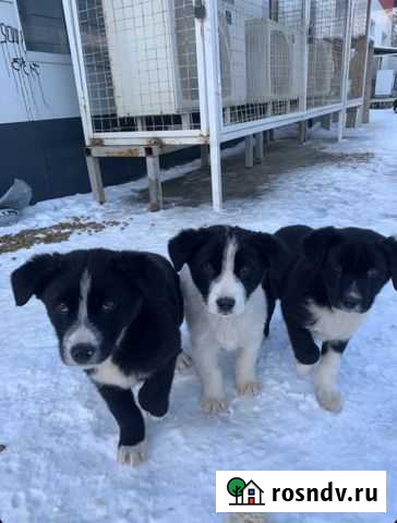 Собака Волгоград - изображение 1