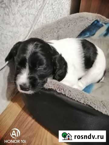 Спаниель Симферополь - изображение 1