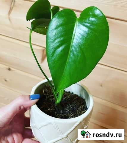 Монстера Чита - изображение 1