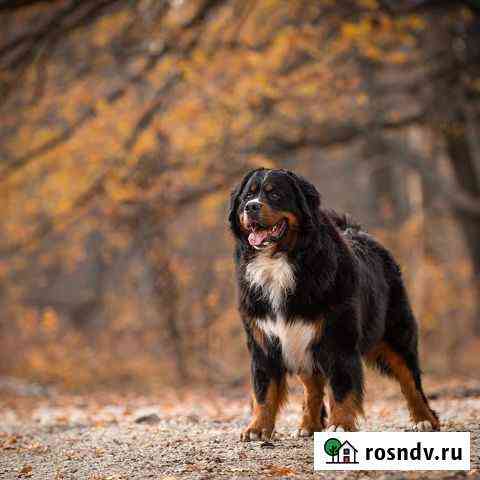 Кобель для вязок Воронеж