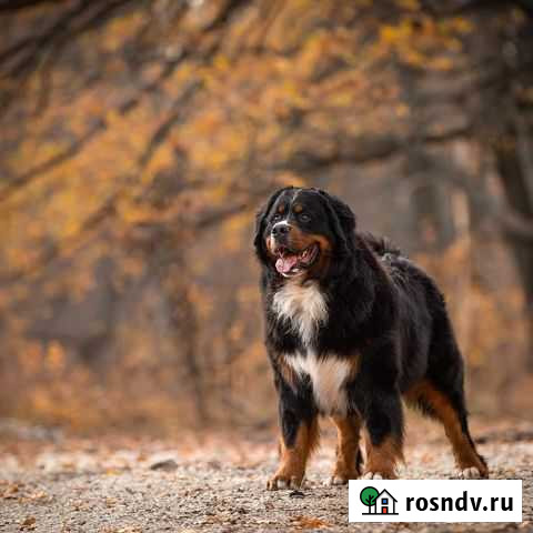 Кобель для вязок Воронеж - изображение 1