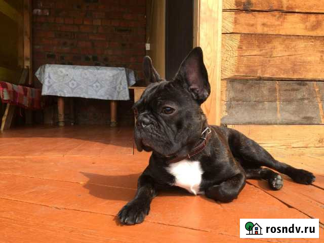 Французский бульдог вязка Ангарск - изображение 1