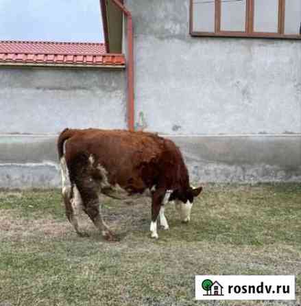 Корова стельная Баксаненок