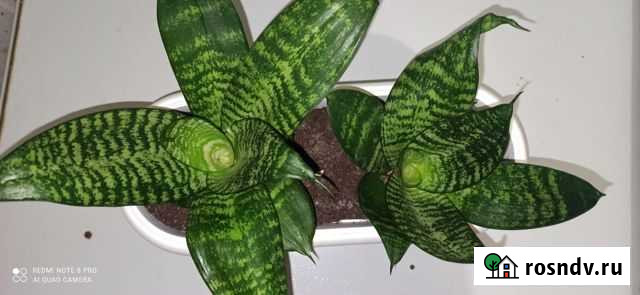 Сансевиерия ханни Киров - изображение 1