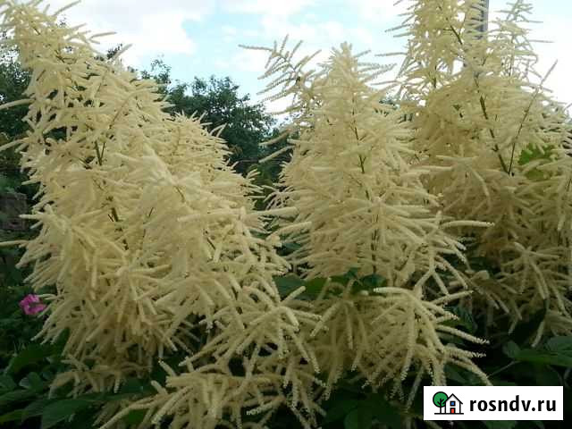 Волжанка Брянск - изображение 1