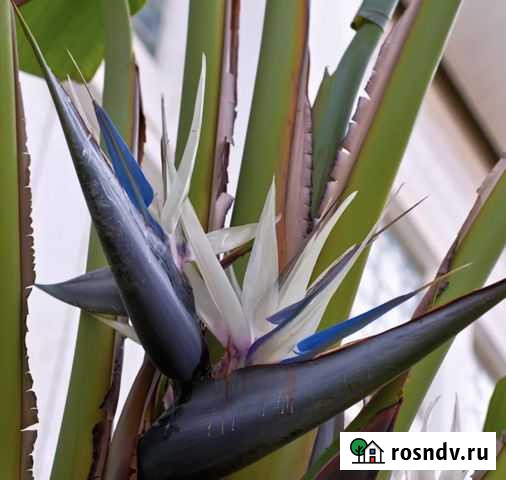 Стрелиция Николай цветок экзотическое растение Челябинск - изображение 1