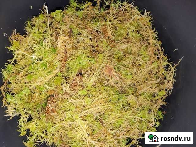 Мох сфагнум живой Нижневартовск - изображение 1