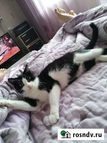 Отдам кошечку Кемерово - изображение 1