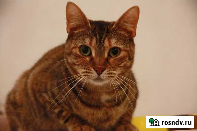 Кошечка Тигра Санкт-Петербург - изображение 1