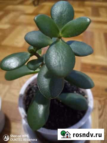 Цветы комнатные Пугачев - изображение 1