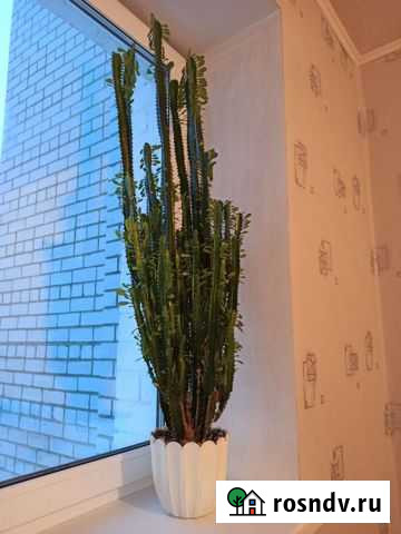 Молочай трехгранный Брянск - изображение 1