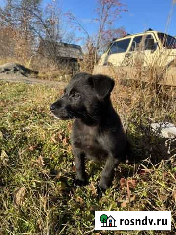 Отдам щенка мальчика в добрые руки Чульман - изображение 1