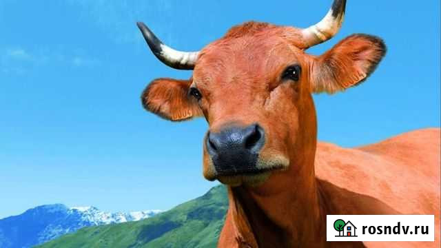 Корова Маячный - изображение 1