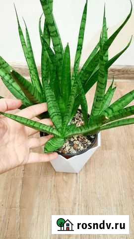 Сансевиерия Сильвер Пэррот Тюмень - изображение 1